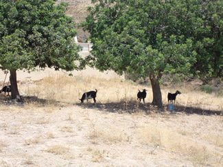 Goats are still herded in the fields around Peyia